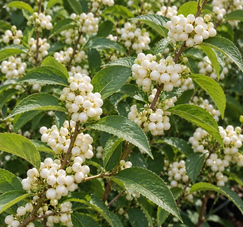 Callicarpa Magical Snowstar 40-50cm XL White Berry Shrub 5L Pot – Instant Gardening By Direct Plants