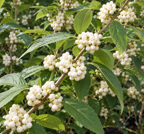 Callicarpa Leucocarpa White Beautyberry 40-50cm XL White Berry Shrub 5L Pot – Instant Gardening By Direct Plants