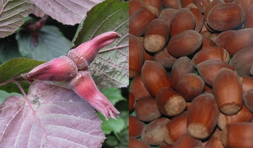 Corylus Purpurea Purple Filbert 40-50cm XL Purple Leaf Nut Tree 5L Pot – Instant Gardening By Direct Plants