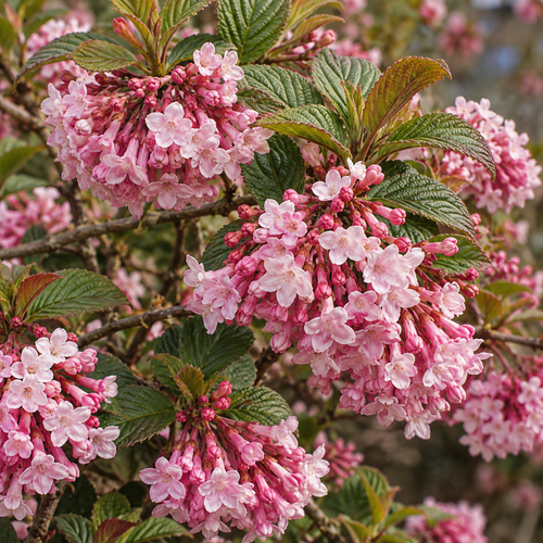Viburnum Dawn 50-70cm XL Fragrant Pink Winter Flowering Shrub 5L Pot – Instant Gardening By Direct Plants