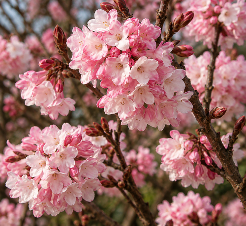 Viburnum Charles Lamont 50-70cm XL Fragrant Pink Winter Flowering Shrub 5L Pot – Instant Gardening By Direct Plants