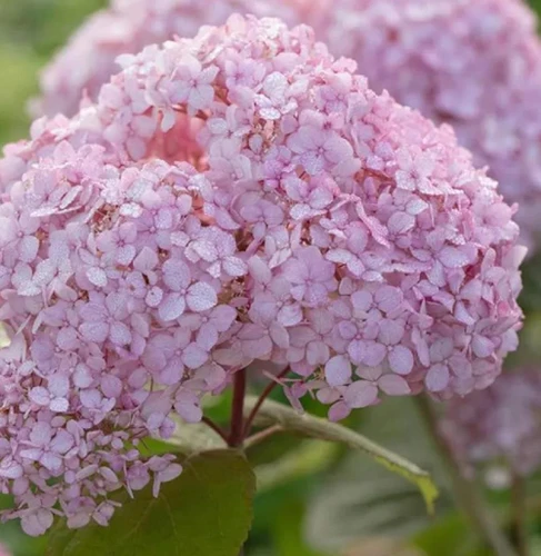 Hydrangea Candybelle Bubblegum 40-50cm XL Pink Flowering Shrub 5L Pot – Instant Gardening By Direct Plants