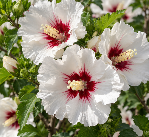 Hibiscus Red Heart 40-50cm XL White & Red Flowering Shrub 5L Pot – Instant Gardening By Direct Plants