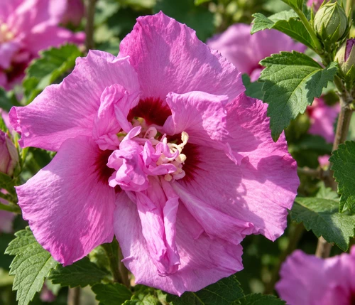 Hibiscus Ardens 40-50cm XL Double Purple Flowering Shrub 5L Pot – Instant Gardening By Direct Plants
