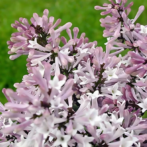 Syringa Miss Kim 40-60cm XL Compact Lilac Flowering Shrub 5L Pot – Instant Gardening By Direct Plants