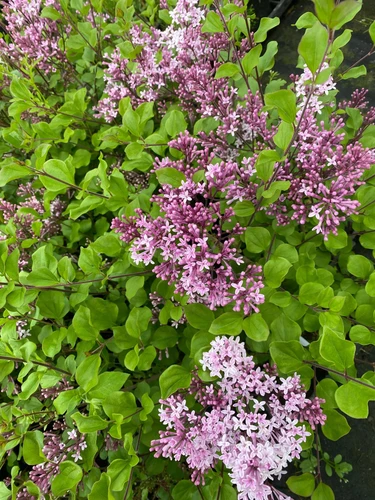 Syringa Meyeri Palibin 40-60cm XL Compact Korean Lilac Flowering Shrub 5L Pot – Instant Gardening By Direct Plants