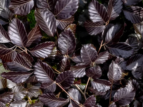 Copper Beech Fagus Sylvatica Purpurea 6ft XL True Purple Hedging Tree 5/7.5L Pot – Instant Hedging By Direct Plants