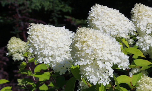 Hydrangea paniculata Little Spooky Shrub, Supplied in 3L Pot by Direct Plants