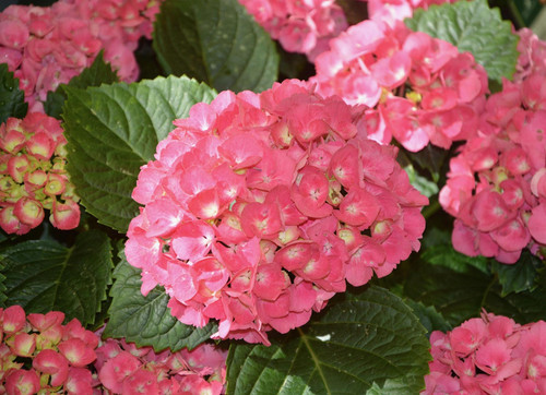 Hydrangea Julisa Shrub, Supplied in 3L Pot by Direct Plants