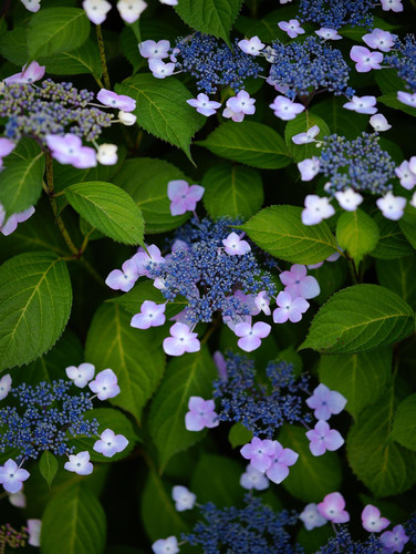 Hydrangea macrophylla Mariesii Perfecta Shrub, Supplied in 3L Pot by Direct Plants