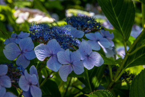 Hydrangea macrophylla Zorro Shrub, Supplied in 3L Pot by Direct Plants