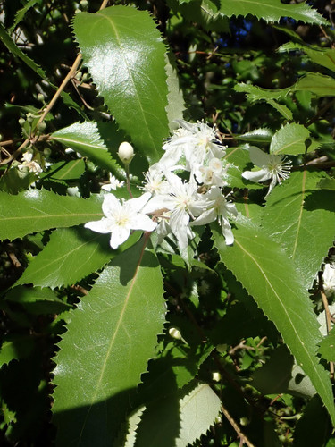 Hoheria sexstylosa Borde Hill Ribbonwood Shrub, Supplied in 3L Pot by Direct Plants
