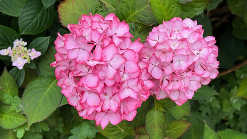 Hydrangea macrophylla Salsa Shrub, Supplied in 3L Pot by Direct Plants