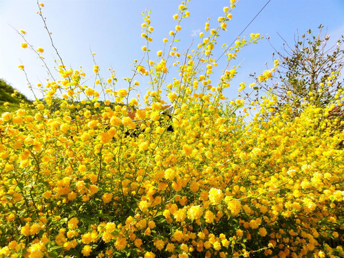 Kerria Japonica Pleniflora Bachelor's Buttons Shrub, Supplied in 3L Pot by Direct Plants