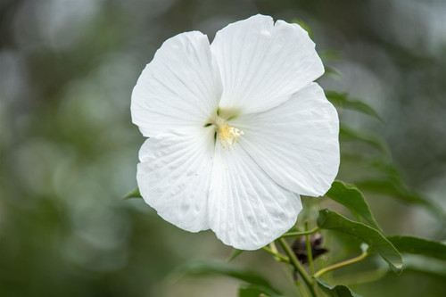 Hibiscus Carousel Ghost Swamp Mallow Shrub, Supplied in 3L Pot by Direct Plants