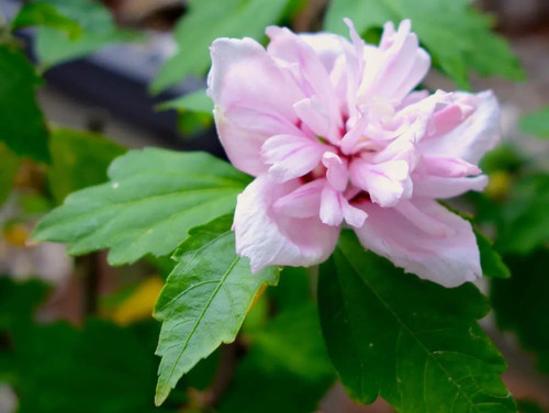 Hibiscus Blushing Bride Rose-of-Sharon Shrub, Supplied in 3L Pot by Direct Plants