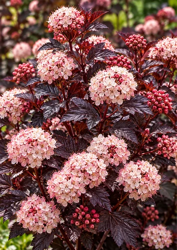 Physocarpus Lady in Red 3-4ft XL Purple Foliage Flowering Shrub 7.5L Pot – Instant Gardening By Direct Plants