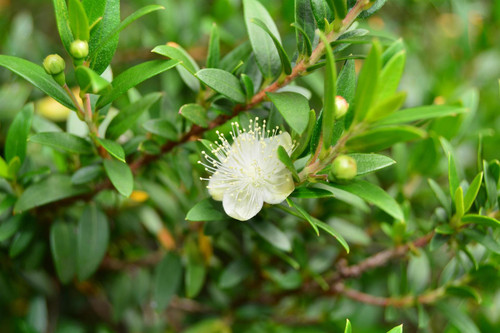 Myrtus Communis Common Myrtle Shrub, Supplied in 3L Pot by Direct Plants