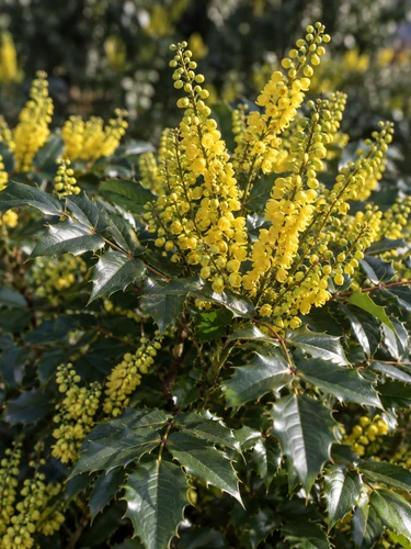 Mahonia Charity Oregon Grape Shrub, Supplied in 3L Pot by Direct Plants