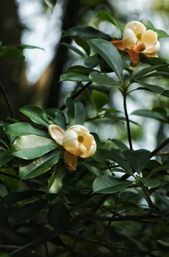 Magnolia laevifolia Honey Velvet Shrub, Supplied in 3L Pot by Direct Plants