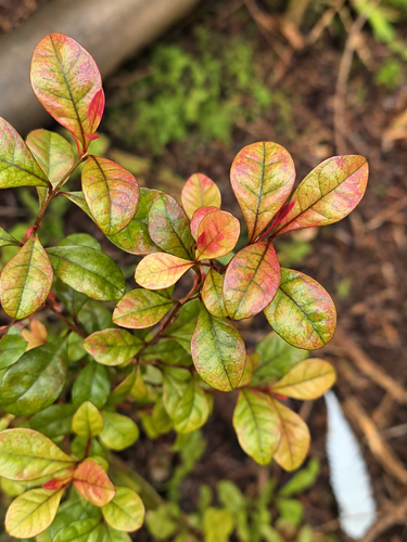 Lophomyrtus Magic Dragon New Zealand Myrtle Shrub, Supplied in 3L Pot by Direct Plants