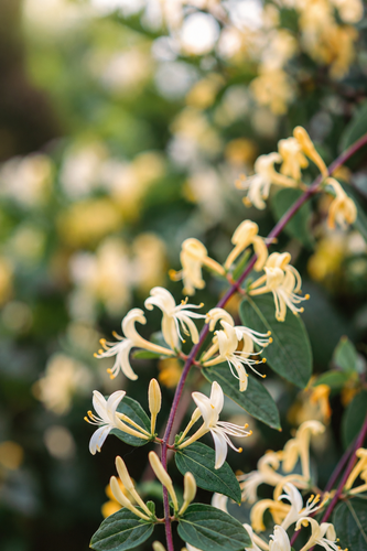 Lonicera Winter Beauty Honeysuckle Shrub, Supplied in 3L Pot by Direct Plants