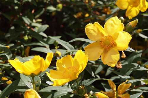 Hypericum Radiance St John's Wort Shrub, Supplied in 3L Pot by Direct Plants