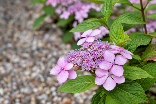 Hydrangea serrata Summer Glow Shrub, Supplied in 3L Pot by Direct Plants