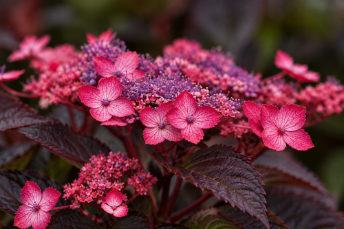 Hydrangea serrata Daredevil Shrub, Supplied in 3L Pot by Direct Plants