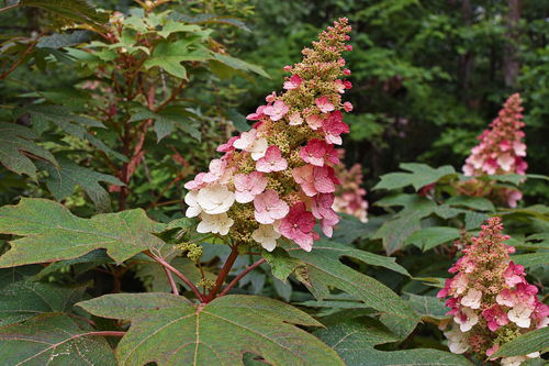 Hydrangea quercifolia Ruby Slippers Shrub, Supplied in 3L Pot by Direct Plants