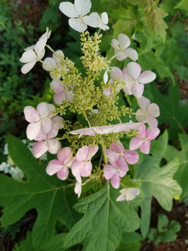 Hydrangea quercifolia Alice Shrub, Supplied in 3L Pot by Direct Plants