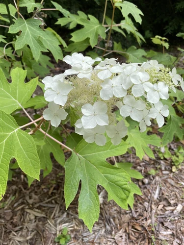 Hydrangea quercifoila Ice Crystal Shrub, Supplied in 3L Pot by Direct Plants