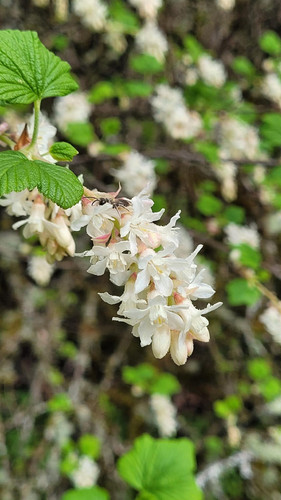 Ribes sanguineum Oregon Snowflake Flowering Currant Shrub, Supplied in 3L Pot by Direct Plants