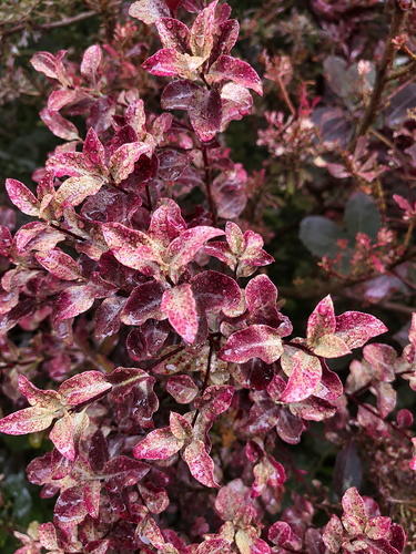 Pittosporum Bannow Bay Tawhiwhi Shrub, Supplied in 3L Pot by Direct Plants