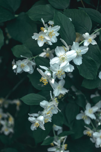 Philadelphus Belle Etoile Shrub, Supplied in 3L Pot by Direct Plants