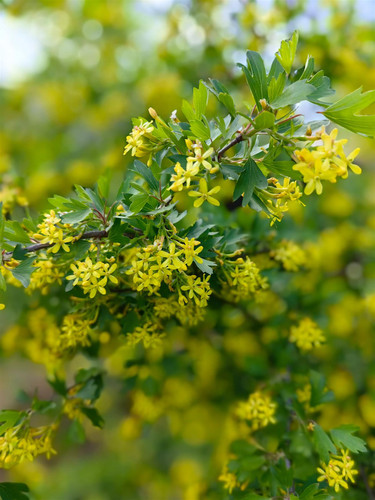 Ribes odoratum Clove Currant Shrub, Supplied in 3L Pot by Direct Plants