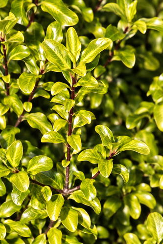 Pittosporum ten. Golden Ball Tawhiwhi Shrub, Supplied in 3L Pot by Direct Plants