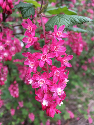 Ribes sanguineum Amore Flowering Currant Shrub, Supplied in 3L Pot by Direct Plants