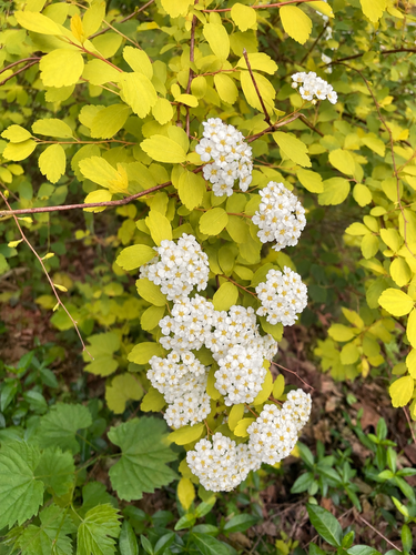 Spiraea Tor Gold Birch-Leaved Spirea Shrub, Supplied in 3L Pot by Direct Plants