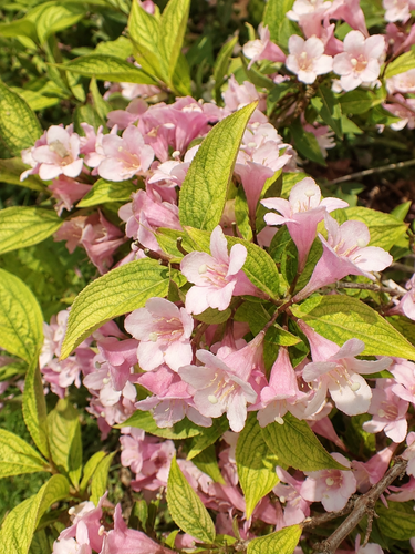 Weigela Lime Monster Shrub, Supplied in 3L Pot by Direct Plants