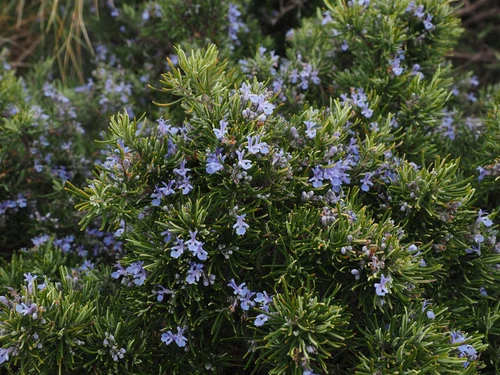 Rosemary Sissinghurst Blue Shrub, Supplied in 3L Pot by Direct Plants