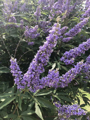 Vitex agnus-castus Laciniata Chaste Tree Shrub, Supplied in 3L Pot by Direct Plants
