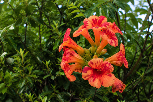 Campsis radicans Orangeade Trumpet Vine in 3L Pot, Supplied by Direct Plants
