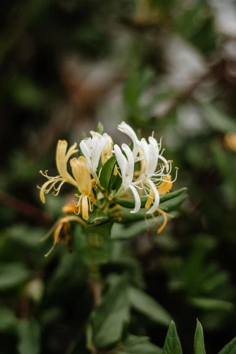 Lonicera Halliana Japanese Honeysuckle in 3L Pot, Supplied by Direct Plants