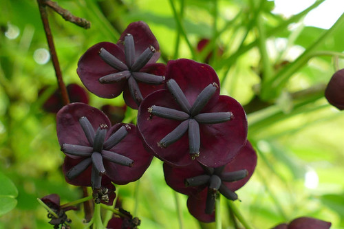 Akebia Quinata Chocolate Vine in 3L Pot, Supplied by Direct Plants