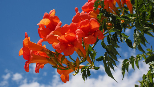 Campsis x tagliabueana Madame Galen Trumpet Vine in 3L Pot, Supplied by Direct Plants