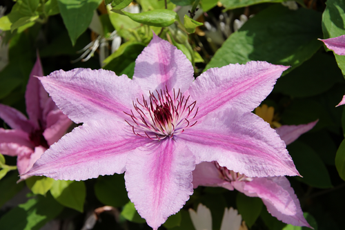 Clematis Chelsea Climbing Plant, Supplied in 3L Pot by Direct Plants