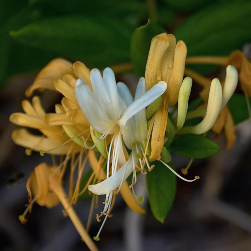 Lonicera Copper Beauty Honeysuckle in 3L Pot, Supplied by Direct Plants