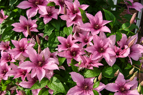 Clematis Elodi Climbing Plant, Supplied in 3L Pot by Direct Plants