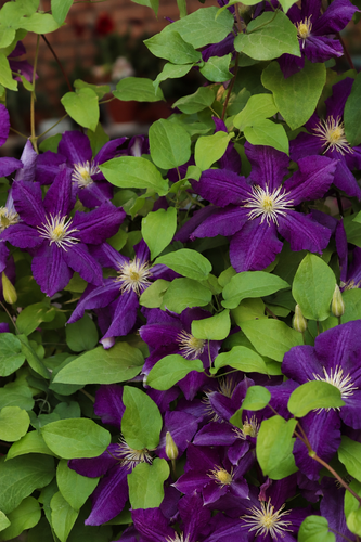 Clematis Jackmanii Purpurea Climbing Plant, Supplied in 3L Pot by Direct Plants